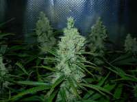 Imagen de Nushaba (Super Silver Haze)