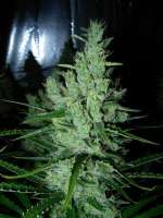 Imagen de Nushaba (Super Silver Haze)