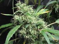 Imagen de sunni (Super Silver Haze)