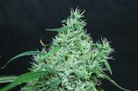 Imagen de sunni (Super Silver Haze)