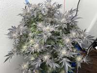 Natural Genetics Seeds Double Do-Si-Dos - photo réalisée par pdxgrow