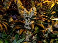 Imagen de Farma (Eds Superbud)