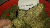 New420Guy Seeds Black n Blue - photo réalisée par New420Guy