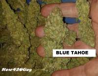 Imagen de New420Guy (Blue Tahoe)