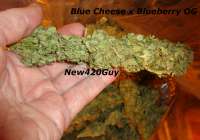 New420Guy Seeds Blue Tahoe Cheese - photo réalisée par New420Guy