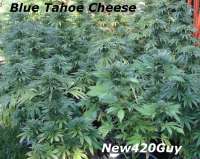Imagen de New420Guy (Blue Tahoe Cheese)