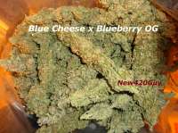 New420Guy Seeds Blue Tahoe Cheese - photo réalisée par New420Guy