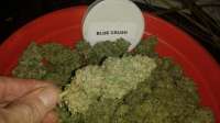 Imagen de New420Guy (Blueberry Cookies)