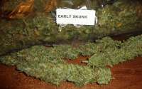 New420Guy Seeds Early Skunk - photo réalisée par New420Guy