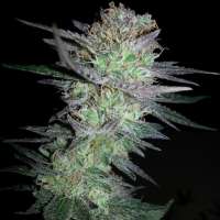 New420Guy Seeds Girl Scout Cookies - photo réalisée par new420guy