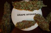 New420Guy Seeds Grape Afghan Kush - photo réalisée par New420Guy