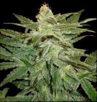 Imagen de new420guy (La Berry Fruta)