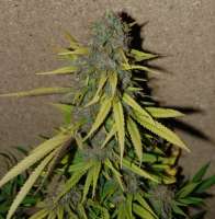 New420Guy Seeds Lemon Skunk - photo réalisée par New420Guy