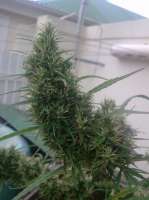 New420Guy Seeds Lemon Skunk - photo réalisée par New420Guy