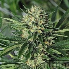 New420Guy Seeds Pine Tar Kush