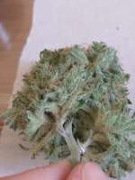 Imagen de 46nkid (Playboy OG Kush)