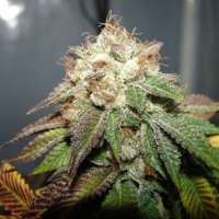 New420Guy Seeds Pre 98 Bubba Kush - photo réalisée par new420guy