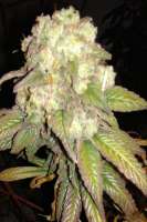 New420Guy Seeds Purple Berry Playboy - photo réalisée par New420Guy