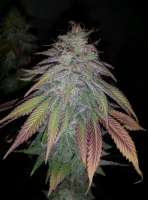 New420Guy Seeds Purple Berry Playboy - photo réalisée par new420guy