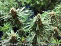 New420Guy Seeds Shock Trauma - photo réalisée par new420guy