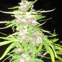 New420Guy Seeds Sour Daddy Auto - photo réalisée par new420guy