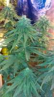 Imagen de New420Guy (Super Blue Dream)