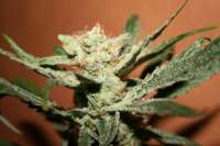 Imagen de NilssonSeeds (Super Amnesia)