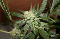 Imagen de NilssonSeeds (Super Amnesia)