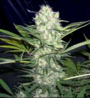 Imagen de SativaFred (Aurora Indica)