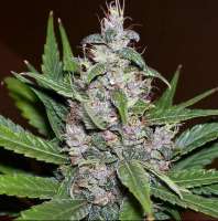 Imagen de SativaFred (Aurora Indica)