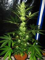 Imagen de buzzy (Aurora Indica)