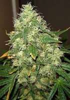 Imagen de SativaFred (Blue Mystic)