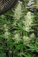 Imagen de SativaFred (Blue Mystic)