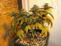 Imagen de GreenphoeniX (White Widow)