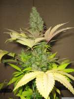 Imagen de Chilla (White Widow)