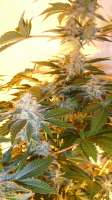 Imagen de pippypops (White Widow)