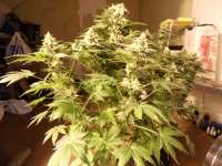 Imagen de pippypops (White Widow)