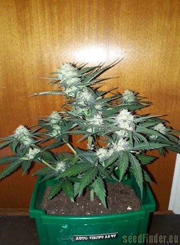 Norden Seeds Auto Viking AK47