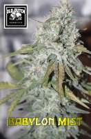 Old Dutch Genetics Babylon Mist - photo réalisée par OldDutchGenetics