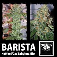 Old Dutch Genetics Barista - photo réalisée par OldDutchGenetics