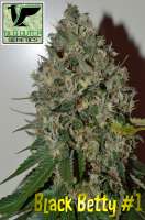 Old Dutch Genetics Black Betty - photo réalisée par OldDutchGenetics