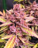 Imagen de FullThrottleFarms (Cherry Alien IX)