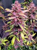 Imagen de FullThrottleFarms (Cherry Alien IX)