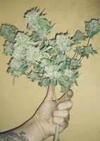 Paisa Grow Seeds Weed and Cookies - photo réalisée par losorolo