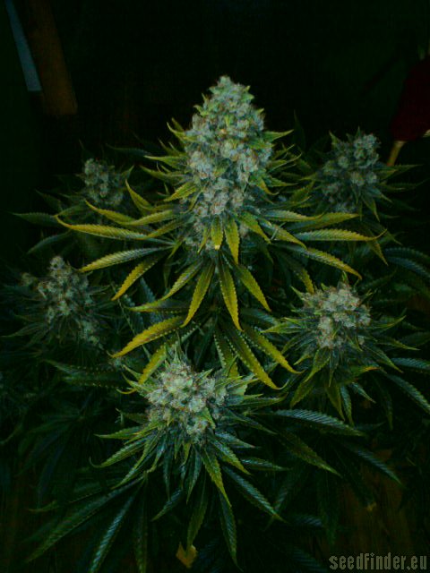 Paradise Seeds Acid