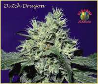 Imagen de SativaFred (Dutch Dragon)