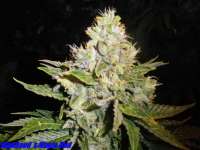 Imagen de HighSeed [Magic Bud]