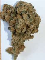 Imagen de SativaFred (Magic Bud)