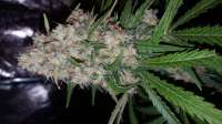 Imagen de Pomdbg (Mendocino Skunk)