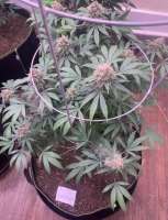 Paul N Chuck Seeds Kona Cookie 2.0 - photo réalisée par TheGreenGiant